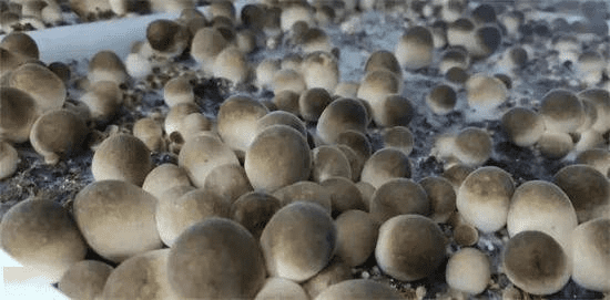 食用菌發(fā)酵消泡劑應(yīng)用場(chǎng)景圖
